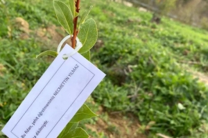 “Bir öğretmen bir nesil yetiştirir, bir fidan bir orman büyütür” Projesiyle anlamlı etkinlik ÖĞRETMENLER ANISINA FİDANLAR TOPRAKLA BULUŞTU