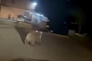 Gölcük'te Ayı Paniği Köy Halkı Tedirgin!