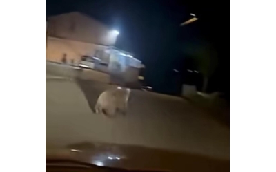 Gölcük'te Ayı Paniği Köy Halkı Tedirgin!