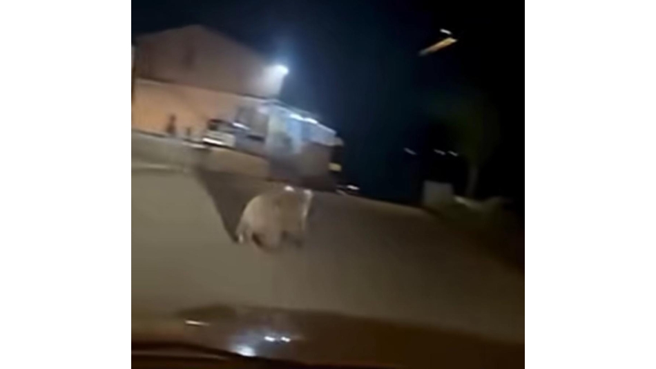 Gölcük'te Ayı Paniği Köy Halkı Tedirgin!